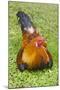 Rooster, Palau-Keren Su-Mounted Photographic Print