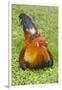 Rooster, Palau-Keren Su-Framed Photographic Print