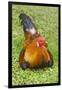 Rooster, Palau-Keren Su-Framed Photographic Print