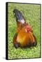 Rooster, Palau-Keren Su-Framed Stretched Canvas