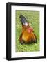 Rooster, Palau-Keren Su-Framed Photographic Print