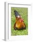 Rooster, Palau-Keren Su-Framed Photographic Print