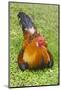 Rooster, Palau-Keren Su-Mounted Photographic Print