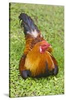 Rooster, Palau-Keren Su-Stretched Canvas