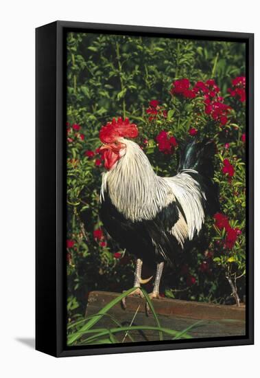 Rooster Perched on Stump by Rose Bush, (Breed- Creme Brabanter) Calamus, Iowa, USA-Lynn M^ Stone-Framed Stretched Canvas