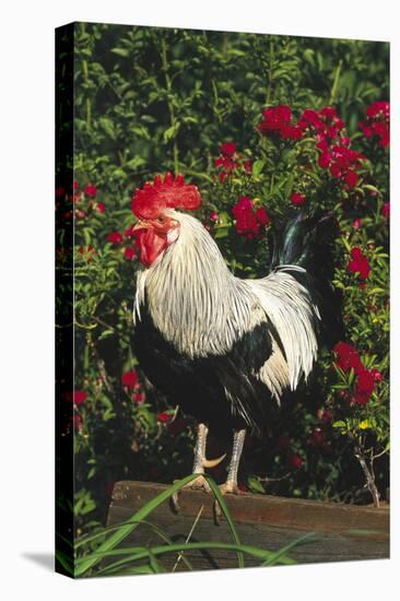 Rooster Perched on Stump by Rose Bush, (Breed- Creme Brabanter) Calamus, Iowa, USA-Lynn M^ Stone-Stretched Canvas