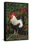 Rooster Perched on Stump by Rose Bush, (Breed- Creme Brabanter) Calamus, Iowa, USA-Lynn M^ Stone-Framed Stretched Canvas