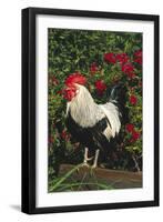 Rooster Perched on Stump by Rose Bush, (Breed- Creme Brabanter) Calamus, Iowa, USA-Lynn M^ Stone-Framed Premium Photographic Print