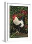 Rooster Perched on Stump by Rose Bush, (Breed- Creme Brabanter) Calamus, Iowa, USA-Lynn M^ Stone-Framed Premium Photographic Print
