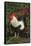 Rooster Perched on Stump by Rose Bush, (Breed- Creme Brabanter) Calamus, Iowa, USA-Lynn M^ Stone-Framed Stretched Canvas