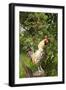 Rooster Perched on Stump by Rose Bush, (Breed- Creme Brabanter) Calamus, Iowa, USA-Lynn M^ Stone-Framed Photographic Print