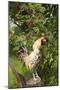 Rooster Perched on Stump by Rose Bush, (Breed- Creme Brabanter) Calamus, Iowa, USA-Lynn M^ Stone-Mounted Photographic Print