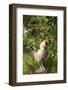 Rooster Perched on Stump by Rose Bush, (Breed- Creme Brabanter) Calamus, Iowa, USA-Lynn M^ Stone-Framed Photographic Print