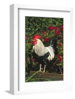 Rooster Perched on Stump by Rose Bush, (Breed- Creme Brabanter) Calamus, Iowa, USA-Lynn M^ Stone-Framed Photographic Print