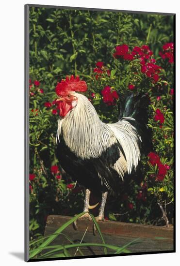 Rooster Perched on Stump by Rose Bush, (Breed- Creme Brabanter) Calamus, Iowa, USA-Lynn M^ Stone-Mounted Photographic Print