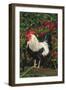 Rooster Perched on Stump by Rose Bush, (Breed- Creme Brabanter) Calamus, Iowa, USA-Lynn M^ Stone-Framed Photographic Print