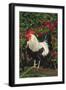 Rooster Perched on Stump by Rose Bush, (Breed- Creme Brabanter) Calamus, Iowa, USA-Lynn M^ Stone-Framed Photographic Print