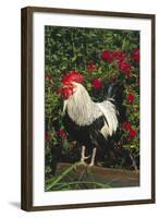 Rooster Perched on Stump by Rose Bush, (Breed- Creme Brabanter) Calamus, Iowa, USA-Lynn M^ Stone-Framed Photographic Print