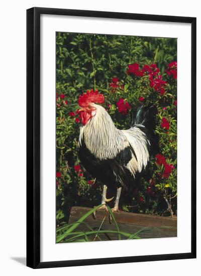 Rooster Perched on Stump by Rose Bush, (Breed- Creme Brabanter) Calamus, Iowa, USA-Lynn M^ Stone-Framed Photographic Print