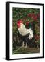 Rooster Perched on Stump by Rose Bush, (Breed- Creme Brabanter) Calamus, Iowa, USA-Lynn M^ Stone-Framed Photographic Print