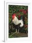 Rooster Perched on Stump by Rose Bush, (Breed- Creme Brabanter) Calamus, Iowa, USA-Lynn M^ Stone-Framed Photographic Print