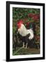 Rooster Perched on Stump by Rose Bush, (Breed- Creme Brabanter) Calamus, Iowa, USA-Lynn M^ Stone-Framed Photographic Print