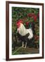 Rooster Perched on Stump by Rose Bush, (Breed- Creme Brabanter) Calamus, Iowa, USA-Lynn M^ Stone-Framed Photographic Print