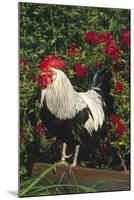 Rooster Perched on Stump by Rose Bush, (Breed- Creme Brabanter) Calamus, Iowa, USA-Lynn M^ Stone-Mounted Photographic Print