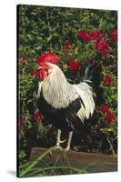 Rooster Perched on Stump by Rose Bush, (Breed- Creme Brabanter) Calamus, Iowa, USA-Lynn M^ Stone-Stretched Canvas