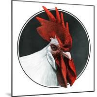 Rooster Photograph-C.R. Patterson-Mounted Giclee Print