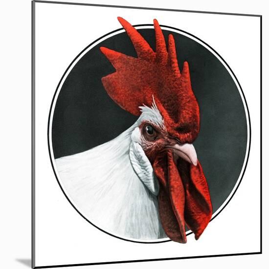 Rooster Photograph-C.R. Patterson-Mounted Giclee Print