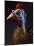 Rooster, Porcelain-Jacob Philipp Hackert-Mounted Giclee Print