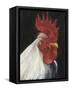 Rooster Portrait I-null-Framed Stretched Canvas
