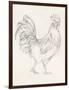 Rooster Sketch I-Ethan Harper-Framed Art Print