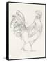 Rooster Sketch I-Ethan Harper-Framed Stretched Canvas