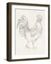 Rooster Sketch I-Ethan Harper-Framed Art Print