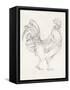 Rooster Sketch I-Ethan Harper-Framed Stretched Canvas