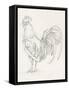 Rooster Sketch II-Ethan Harper-Framed Stretched Canvas