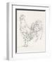 Rooster Sketch II-Ethan Harper-Framed Art Print