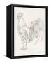 Rooster Sketch II-Ethan Harper-Framed Stretched Canvas