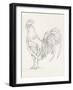 Rooster Sketch II-Ethan Harper-Framed Art Print