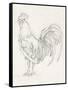 Rooster Sketch II-Ethan Harper-Framed Stretched Canvas