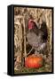 Rooster Standing on Pumpkin at Edge of Corn Field, Breed, Iowa, USA-Lynn M^ Stone-Framed Stretched Canvas