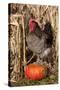 Rooster Standing on Pumpkin at Edge of Corn Field, Breed, Iowa, USA-Lynn M^ Stone-Stretched Canvas