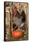 Rooster Standing on Pumpkin at Edge of Corn Field, Breed, Iowa, USA-Lynn M^ Stone-Framed Stretched Canvas