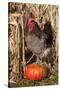 Rooster Standing on Pumpkin at Edge of Corn Field, Breed, Iowa, USA-Lynn M^ Stone-Stretched Canvas
