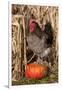 Rooster Standing on Pumpkin at Edge of Corn Field, Breed, Iowa, USA-Lynn M^ Stone-Framed Photographic Print