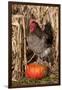 Rooster Standing on Pumpkin at Edge of Corn Field, Breed, Iowa, USA-Lynn M^ Stone-Framed Photographic Print