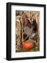 Rooster Standing on Pumpkin at Edge of Corn Field, Breed, Iowa, USA-Lynn M^ Stone-Framed Photographic Print