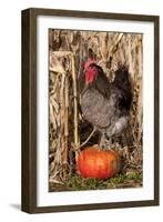 Rooster Standing on Pumpkin at Edge of Corn Field, Breed, Iowa, USA-Lynn M^ Stone-Framed Photographic Print